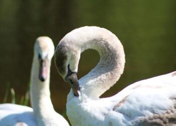 Clingendael Academy supports Bulgaria in responding to foreign information manipulation – Clingendael