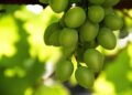 Moldova’s wine sector records 31-per cent growth in wine production in 2025 – Moldpres
