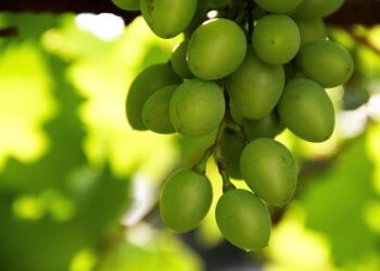 Moldova’s wine sector records 31-per cent growth in wine production in 2025 – Moldpres