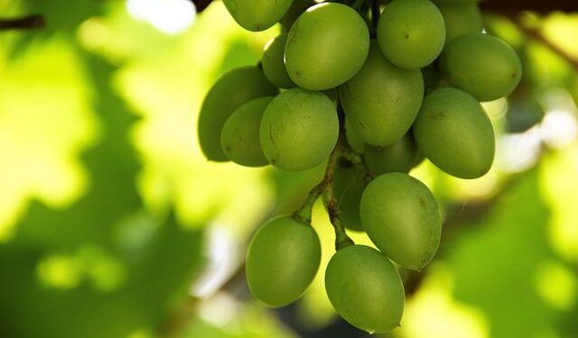 Moldova’s wine sector records 31-per cent growth in wine production in 2025 – Moldpres