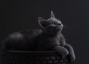 Russian Offensive Campaign Assessment, April 6, 2026 – Institute for the Study of War