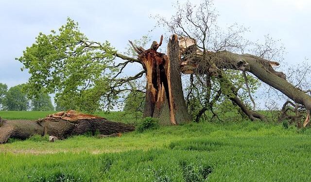 Check your trees after Storm Dave, says DEFA – 3FM Isle of Man