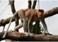Adorable scenes as Belgium celebrates first ever birth of one of the world’s rarest and most beautiful monkeys – Yahoo Life UK
