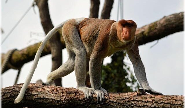 Adorable scenes as Belgium celebrates first ever birth of one of the world’s rarest and most beautiful monkeys – Yahoo Life UK