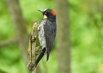 Armenia Alliance presents socioeconomic platform – The Armenian Weekly