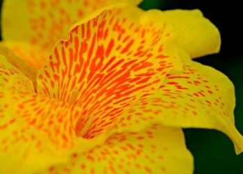 Humbert Hernandez’s ‘Historias de Gibraltar V – La venganza se sirve frÃa’ – Gibraltar Chronicle