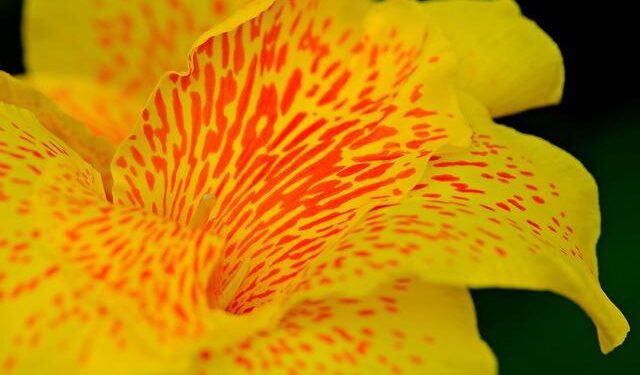 Humbert Hernandez’s ‘Historias de Gibraltar V – La venganza se sirve frÃa’ – Gibraltar Chronicle