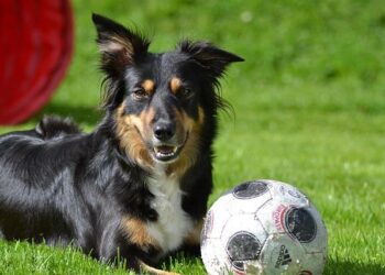 Cross-border mobility: Work begins on new cycle path connecting Arlon to Luxembourg – RTL Today