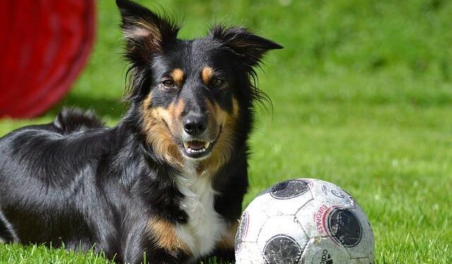 Cross-border mobility: Work begins on new cycle path connecting Arlon to Luxembourg – RTL Today