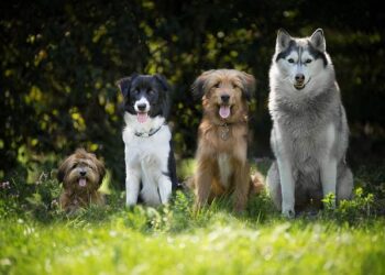 Maltese author nominated for prestigious short story prize – Times of Malta