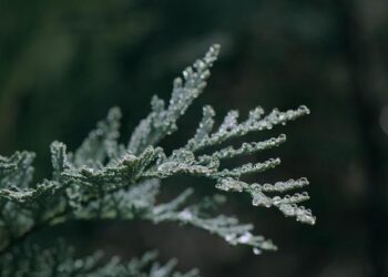 My Greek grief retreat in the Peloponnese – The Times