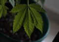Northern Luxembourg: Over 1,700 cannabis plants found in house near Belgian border – RTL Today