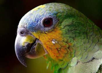 Amazon Türkiye becomes Title Partner of the VNL in Türkiye – FIVB