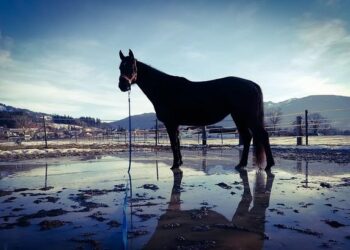 Sven Schwarz Turns In 14:40.93 Mile, Giving Germany Top 3 Global Performers This Season – SwimSwam