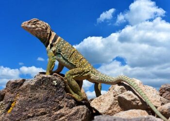 Five former Premier League stars among seven footballers drawn into ‘probe over smuggled Rolex and Patek Philippe watches from Andorra’ after they ‘purchased’ the expensive items – Daily Mail