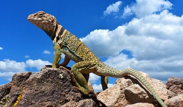 Five former Premier League stars among seven footballers drawn into ‘probe over smuggled Rolex and Patek Philippe watches from Andorra’ after they ‘purchased’ the expensive items – Daily Mail