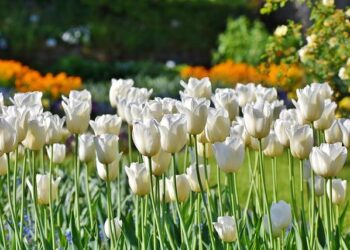 Best Time to Visit Tulip Fields in the Netherlands: Top Attractions and Travel Tips for 2026 – Travel And Tour World