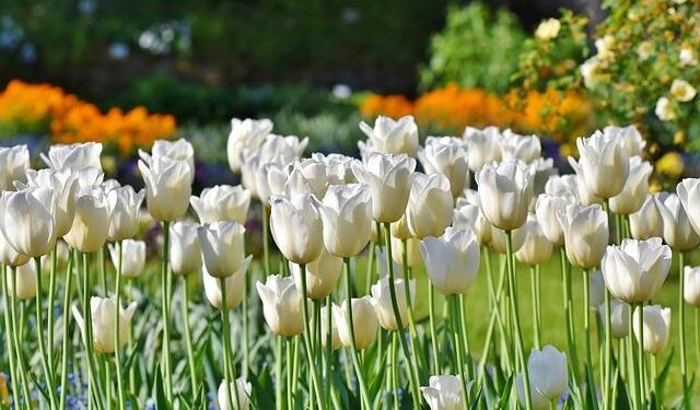 Best Time to Visit Tulip Fields in the Netherlands: Top Attractions and Travel Tips for 2026 – Travel And Tour World