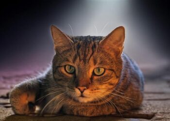 European Commissioner hails Malta’s ‘inspirational’ waste management transformation – Newsbook