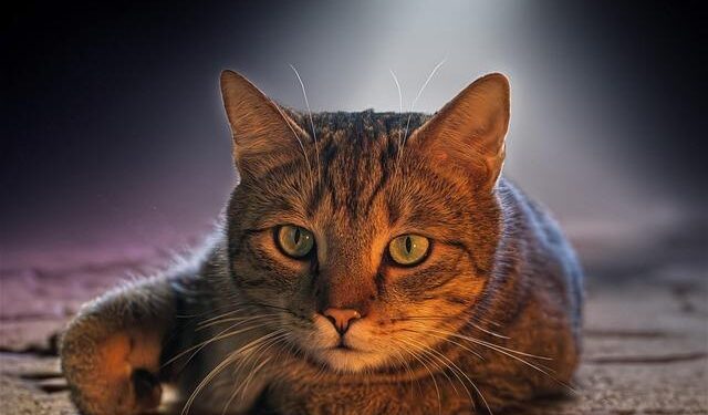 European Commissioner hails Malta’s ‘inspirational’ waste management transformation – Newsbook