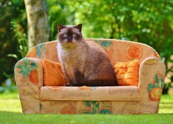 Italian sports minister dismisses plan for Azzurri to replace Iran at 2026 World Cup – The Guardian