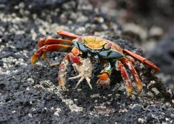 Sally Salminen 1906–1976 – nordics.info | Aarhus University