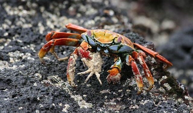 Sally Salminen 1906–1976 – nordics.info | Aarhus University