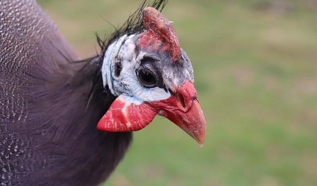 Five teens to go on trial in Sweden over attempted murder of Iranian dissident – Euronews.com