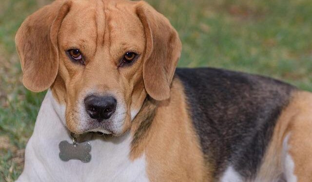 Photos of Keiko’s Iceland home – The New York Times