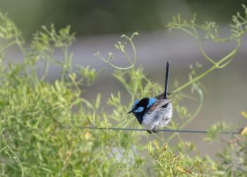 Barcelona loanee Ansu Fati seeks Monaco stay – Get French Football News