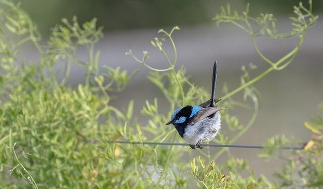 Barcelona loanee Ansu Fati seeks Monaco stay – Get French Football News