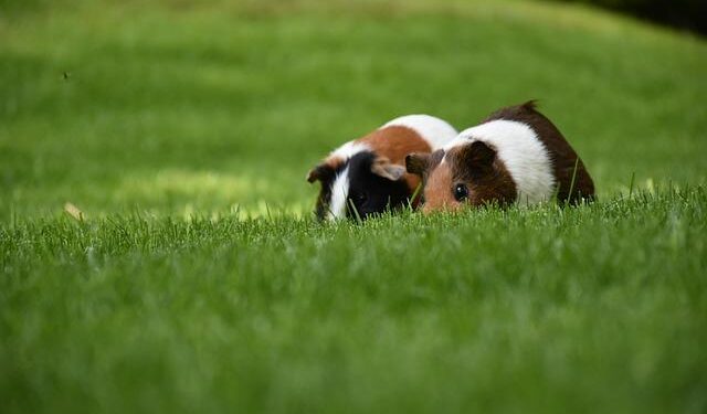 Oink-Off in Estonia: Pig contest highlights farming struggles – France 24