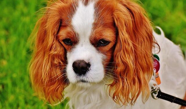 King Charles III highlights US UK bond in DC; New York 9/11 Memorial visit set for Wednesday – FOX 5 DC