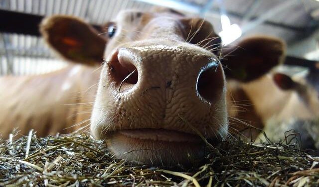 Guernsey gardens to open to public for Normandy event – BBC