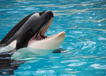 Orca encounters drop 80% in the Strait of Gibraltar, but Spain’s northern coast is now active – Sur in English