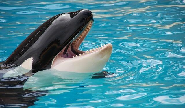 Orca encounters drop 80% in the Strait of Gibraltar, but Spain’s northern coast is now active – Sur in English