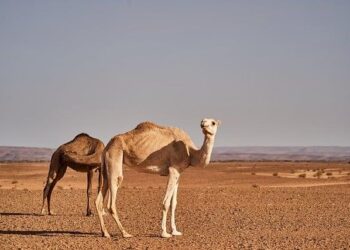 Morocco, Portugal to Launch €800 Million Undersea Highway Project – Morocco World News