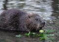 Beaver that attacked people in New Jersey and bit 8-year-old confirmed to have rabies – WCNC