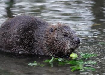 Beaver that attacked people in New Jersey and bit 8-year-old confirmed to have rabies – WCNC