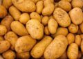 Unexpected aid gap threatens major Estonian vegetable producer – ERR