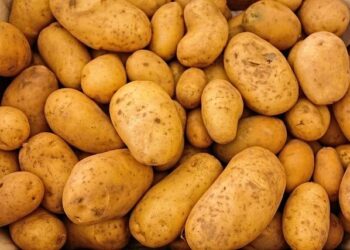 Unexpected aid gap threatens major Estonian vegetable producer – ERR