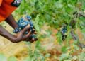 How grape farmers are restoring Armenia’s wine heritage while safeguarding ecosystems – news – Mongabay