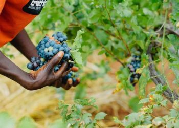 How grape farmers are restoring Armenia’s wine heritage while safeguarding ecosystems – news – Mongabay