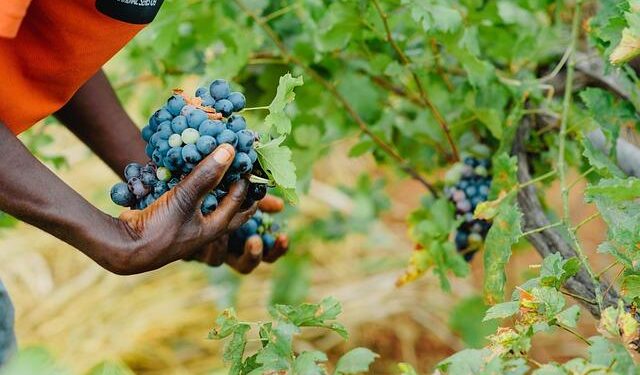 How grape farmers are restoring Armenia’s wine heritage while safeguarding ecosystems – news – Mongabay