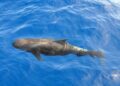 More than 125 pilot whales killed in first Faroe Islands hunt of 2026 – Geographical