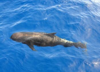 More than 125 pilot whales killed in first Faroe Islands hunt of 2026 – Geographical