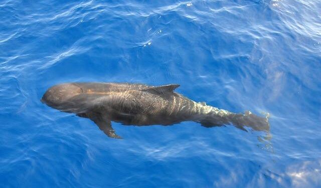 More than 125 pilot whales killed in first Faroe Islands hunt of 2026 – Geographical