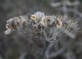 Ancient Seeds, Lost Beans: The Professor Saving North Macedonia’s Vanishing Crops – Balkan Insight