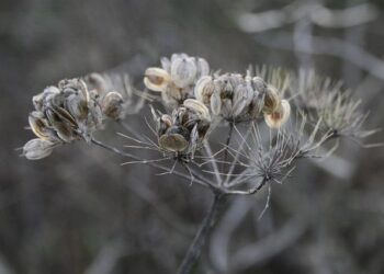 Ancient Seeds, Lost Beans: The Professor Saving North Macedonia’s Vanishing Crops – Balkan Insight