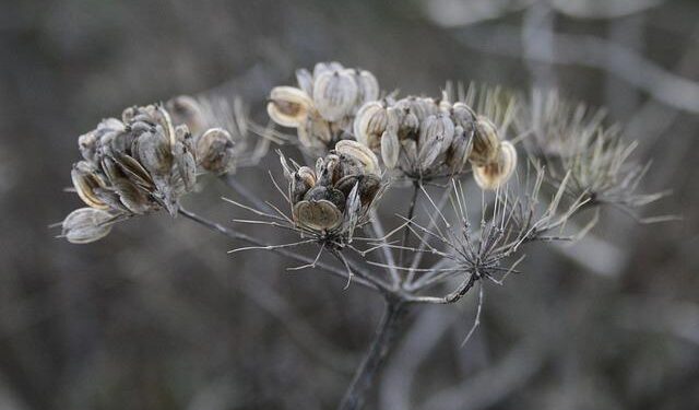 Ancient Seeds, Lost Beans: The Professor Saving North Macedonia’s Vanishing Crops – Balkan Insight